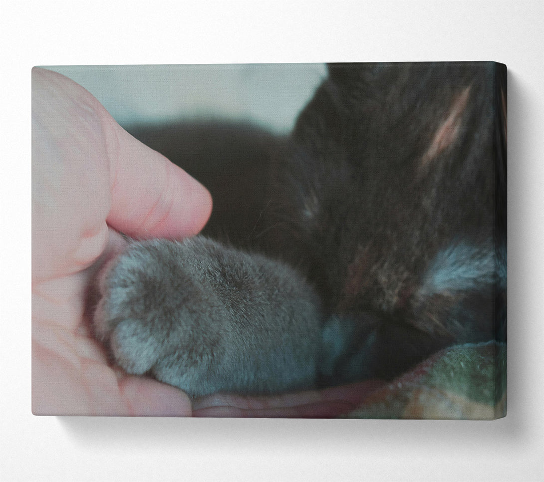  A Canvas Print of Gray Paw Trust Canvas Print