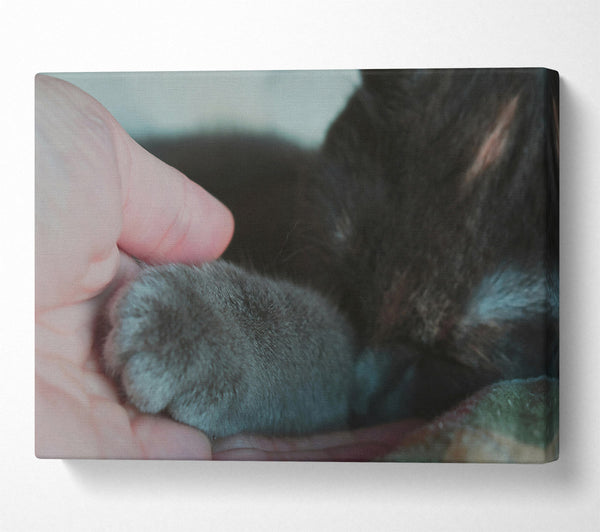  A Canvas Print of Gray Paw Trust Canvas Print