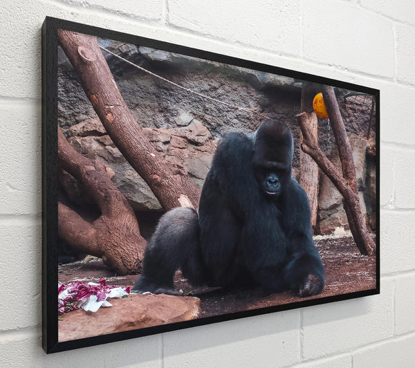 Black Gorilla'S Solitude