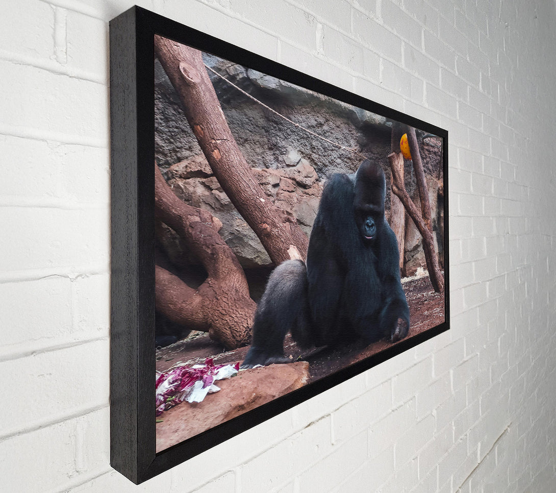  A Canvas Print of Black Gorilla'S Solitude Canvas Wall Art