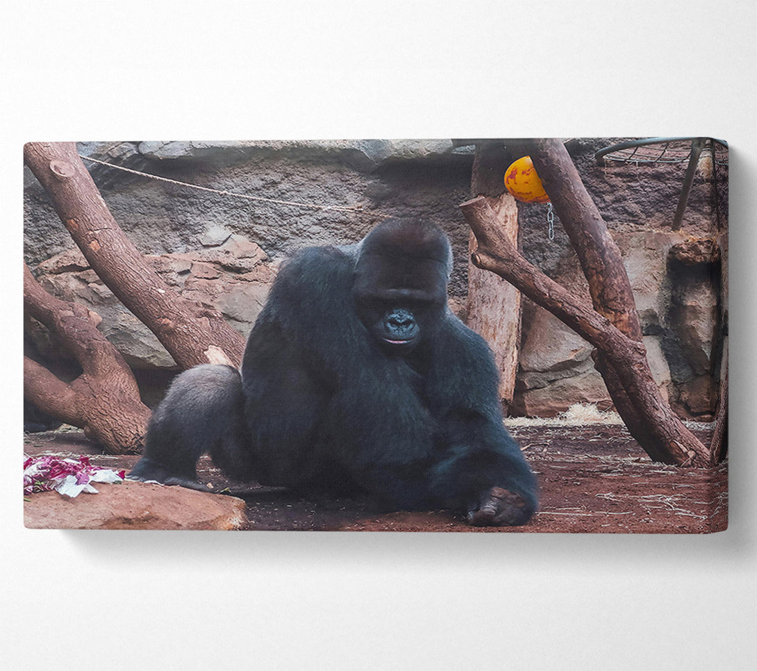  A Canvas Print of Black Gorilla'S Solitude Canvas Wall Art