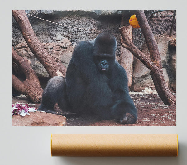 Black Gorilla'S Solitude Poster
