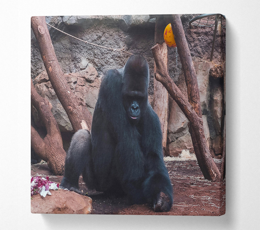  A Canvas Print of Black Gorilla'S Solitude Canvas Wall Art