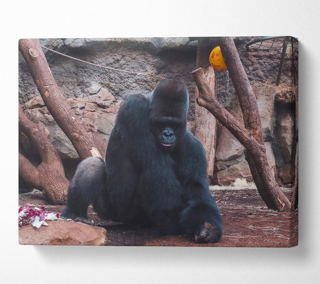 A Canvas Print of Black Gorilla'S Solitude Canvas Wall Art