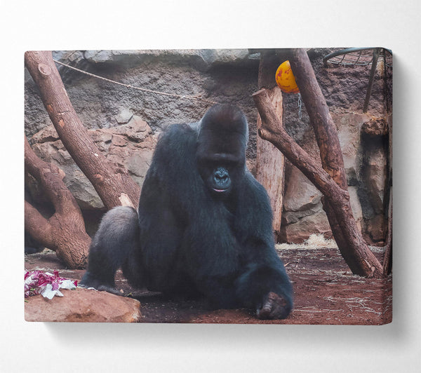  A Canvas Print of Black Gorilla'S Solitude Canvas Wall Art