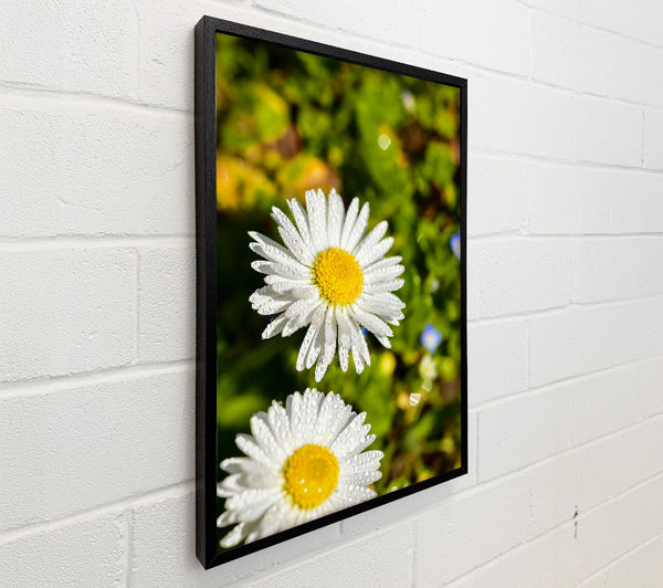 White Dewy Daisies