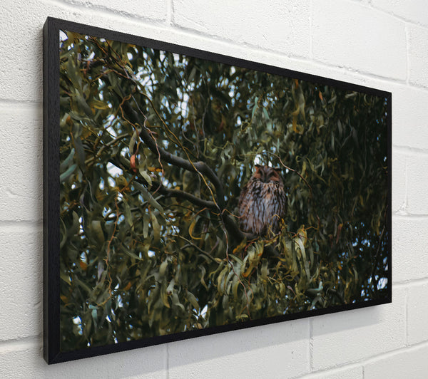 Green Owl'S Canopy