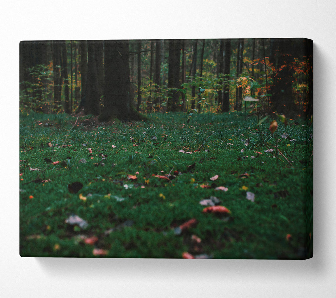  A Canvas Print of Emerald Forest Floor Canvas Art