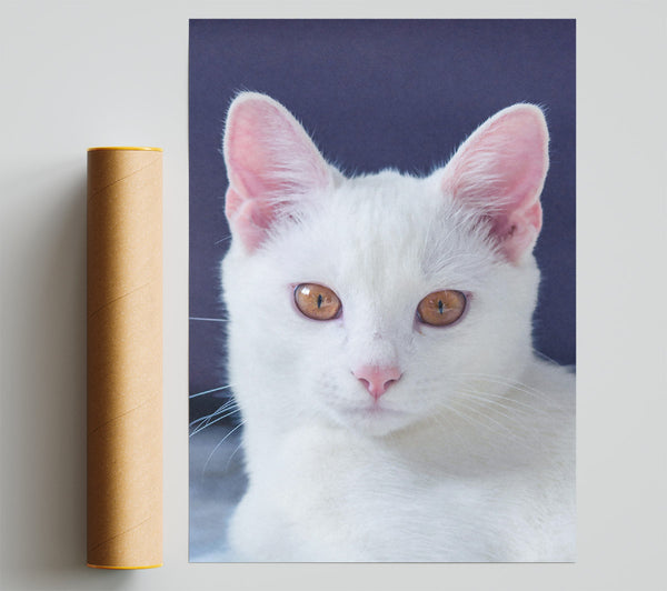 White Cat With Amber Eyes Print