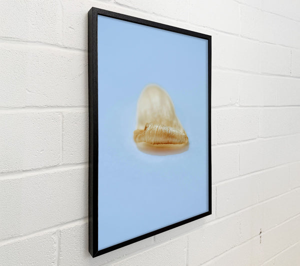 Golden Shell Curl
