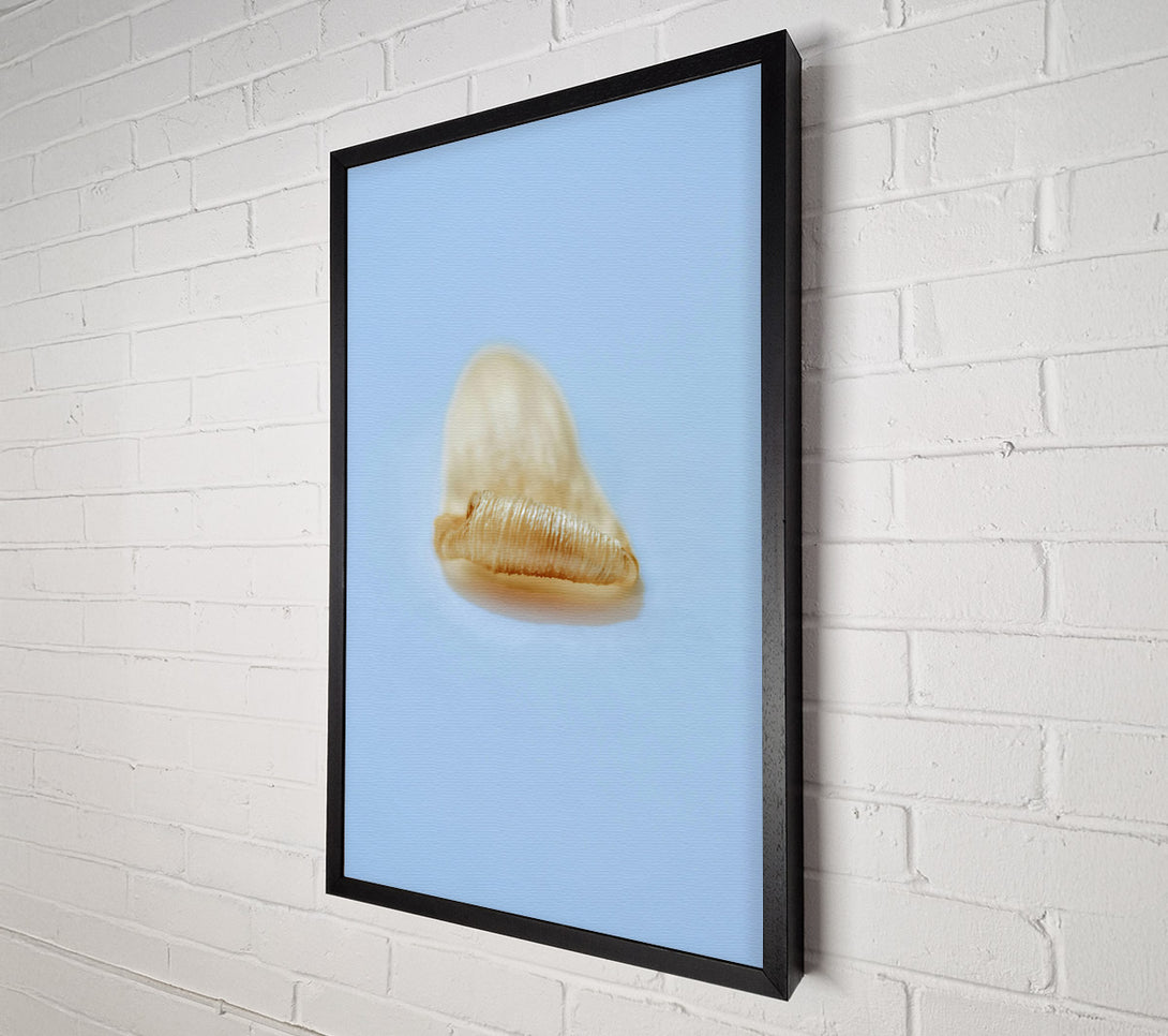  A Canvas Print of Golden Shell Curl Canvas Wall Art