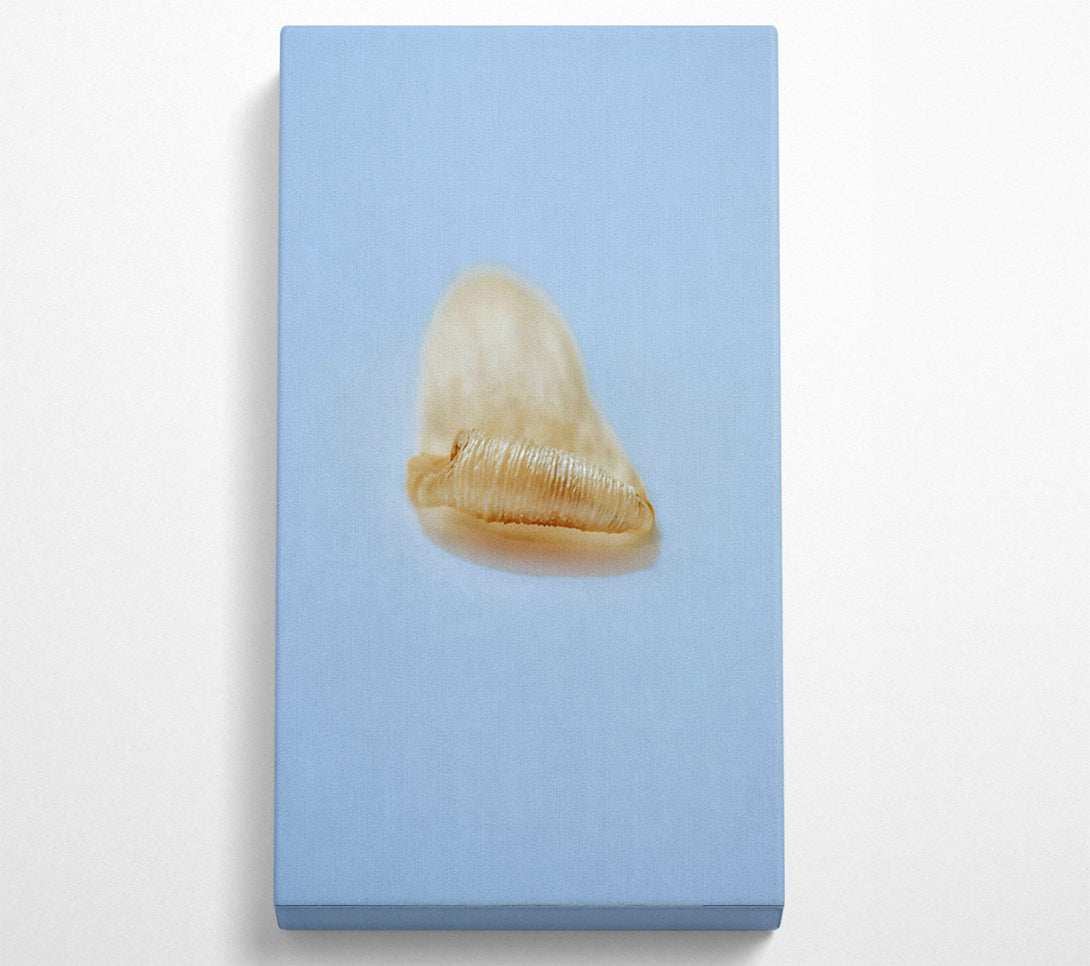  A Canvas Print of Golden Shell Curl Canvas Wall Art