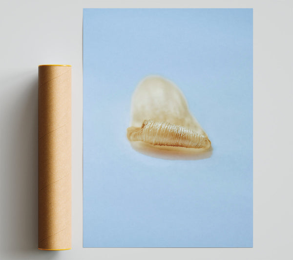 Golden Shell Curl Print