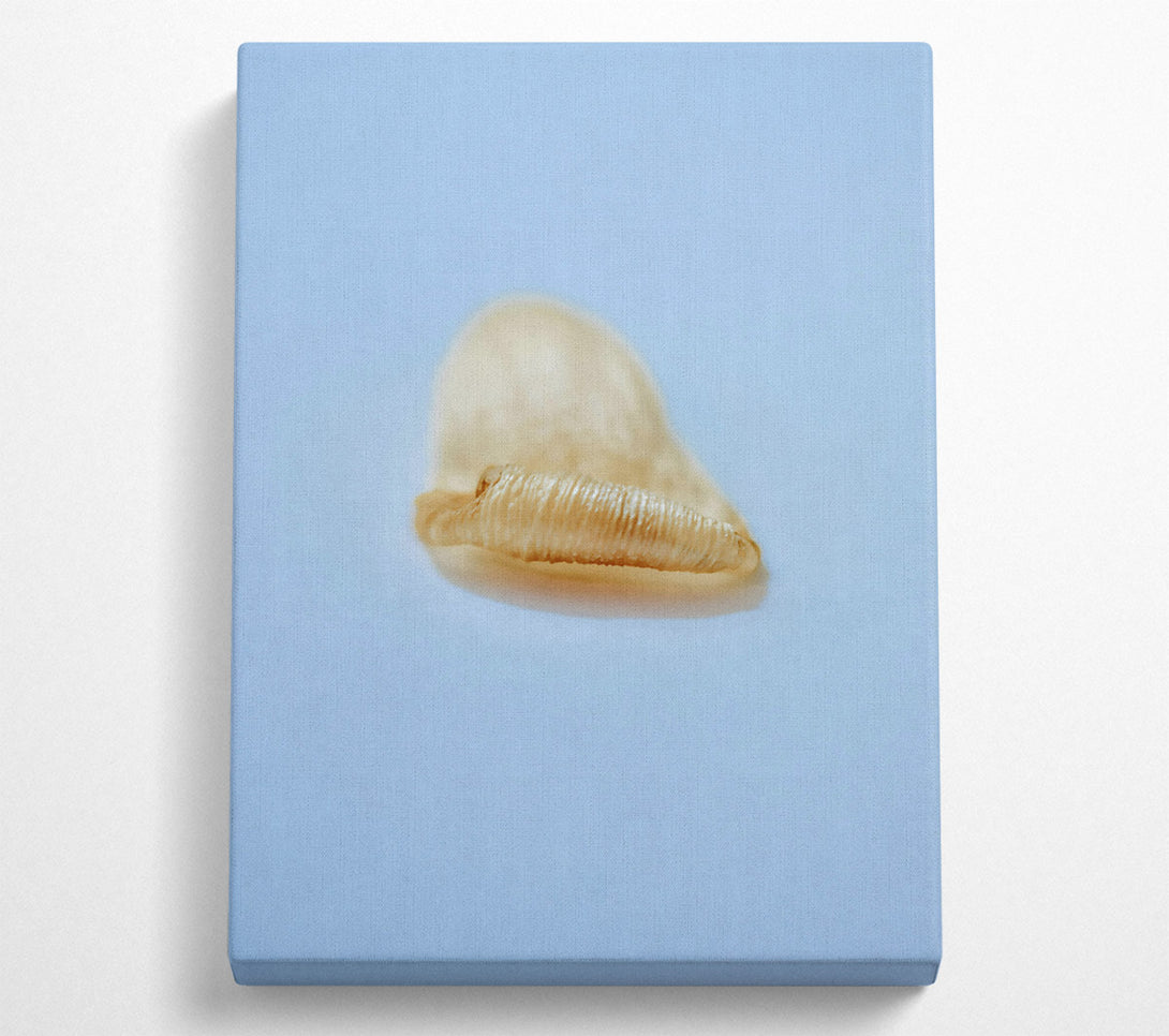  A Canvas Print of Golden Shell Curl Canvas Wall Art