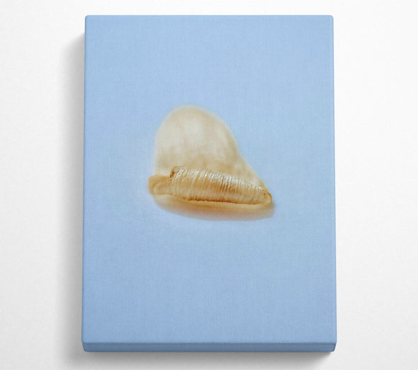  A Canvas Print of Golden Shell Curl Canvas Wall Art