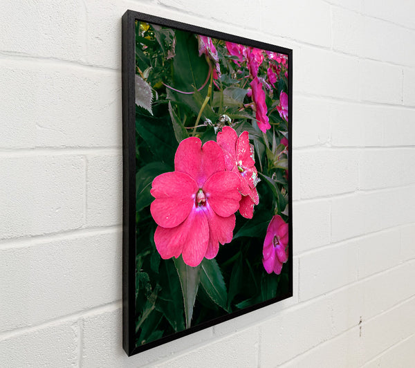 The Fuchsia Bloom
