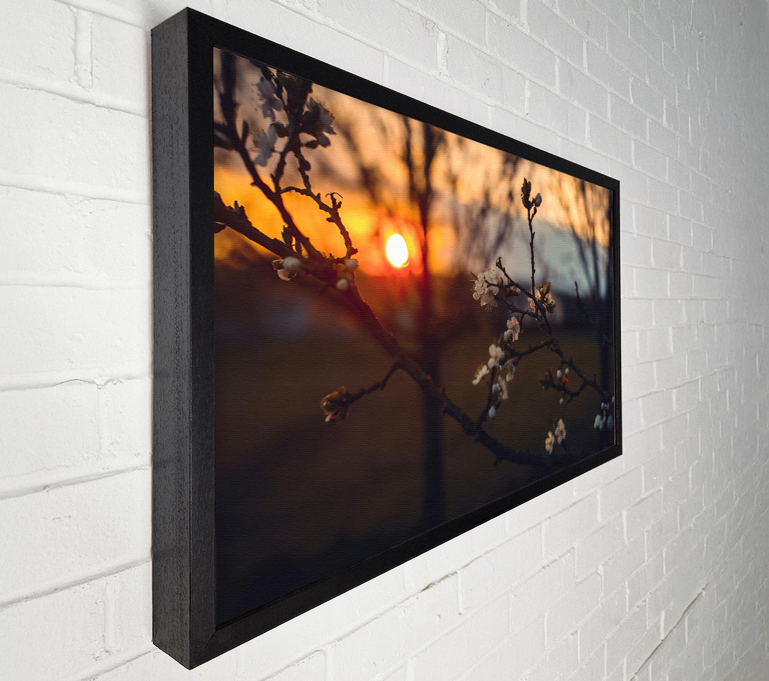  A Canvas Print of Orange Blossom Sunset Canvas Art