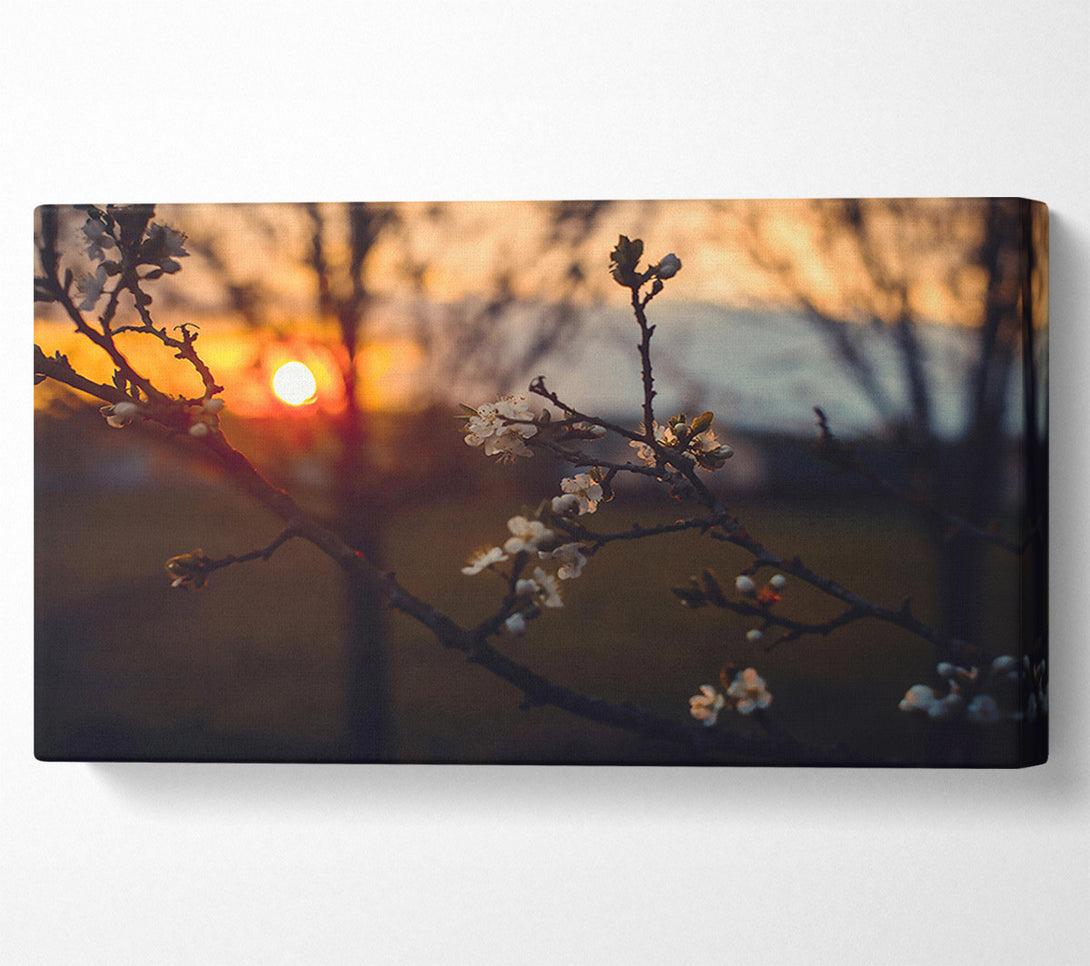  A Canvas Print of Orange Blossom Sunset Canvas Art