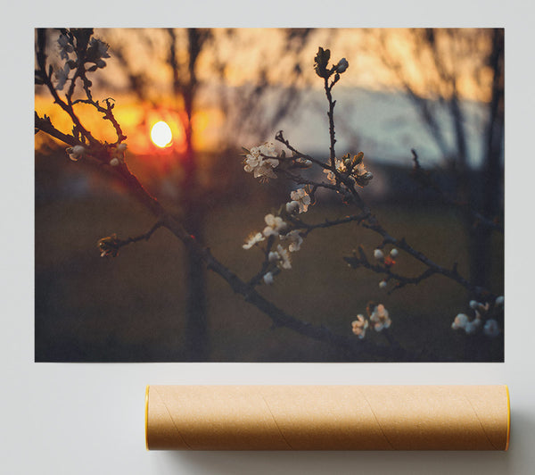 Orange Blossom Sunset Poster