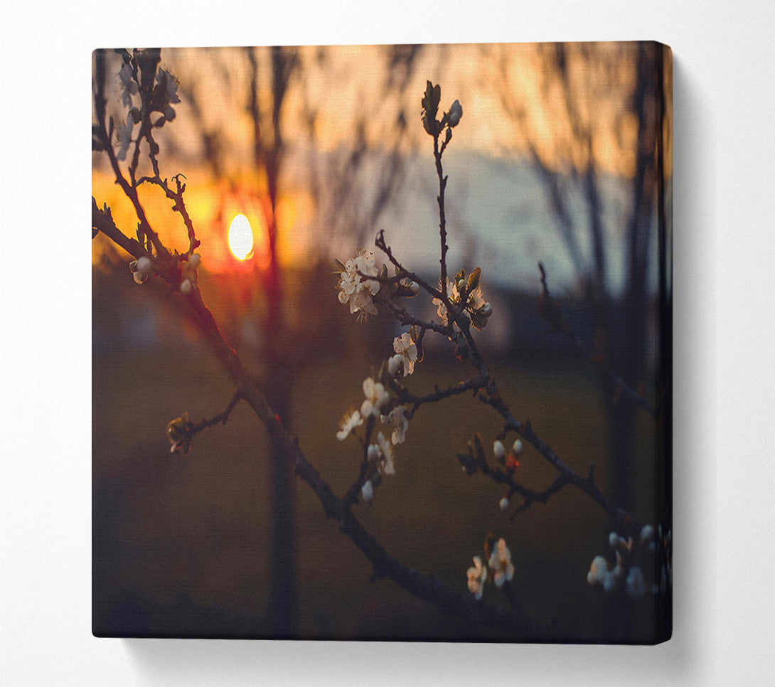 A Canvas Print of Orange Blossom Sunset Canvas Art