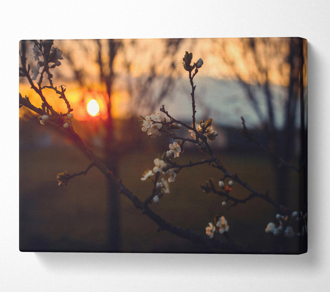  A Canvas Print of Orange Blossom Sunset Canvas Art