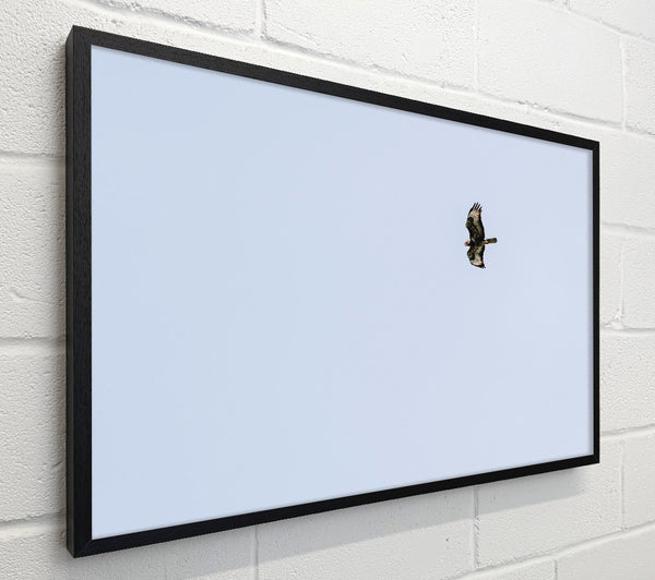 Pale Blue Soaring
