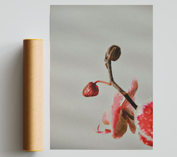 Red Orchid Budding Poster