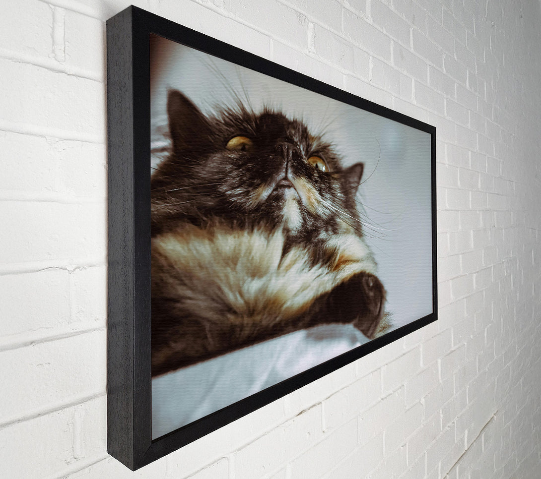 A Canvas Print of Golden Whisker Gaze Canvas Art