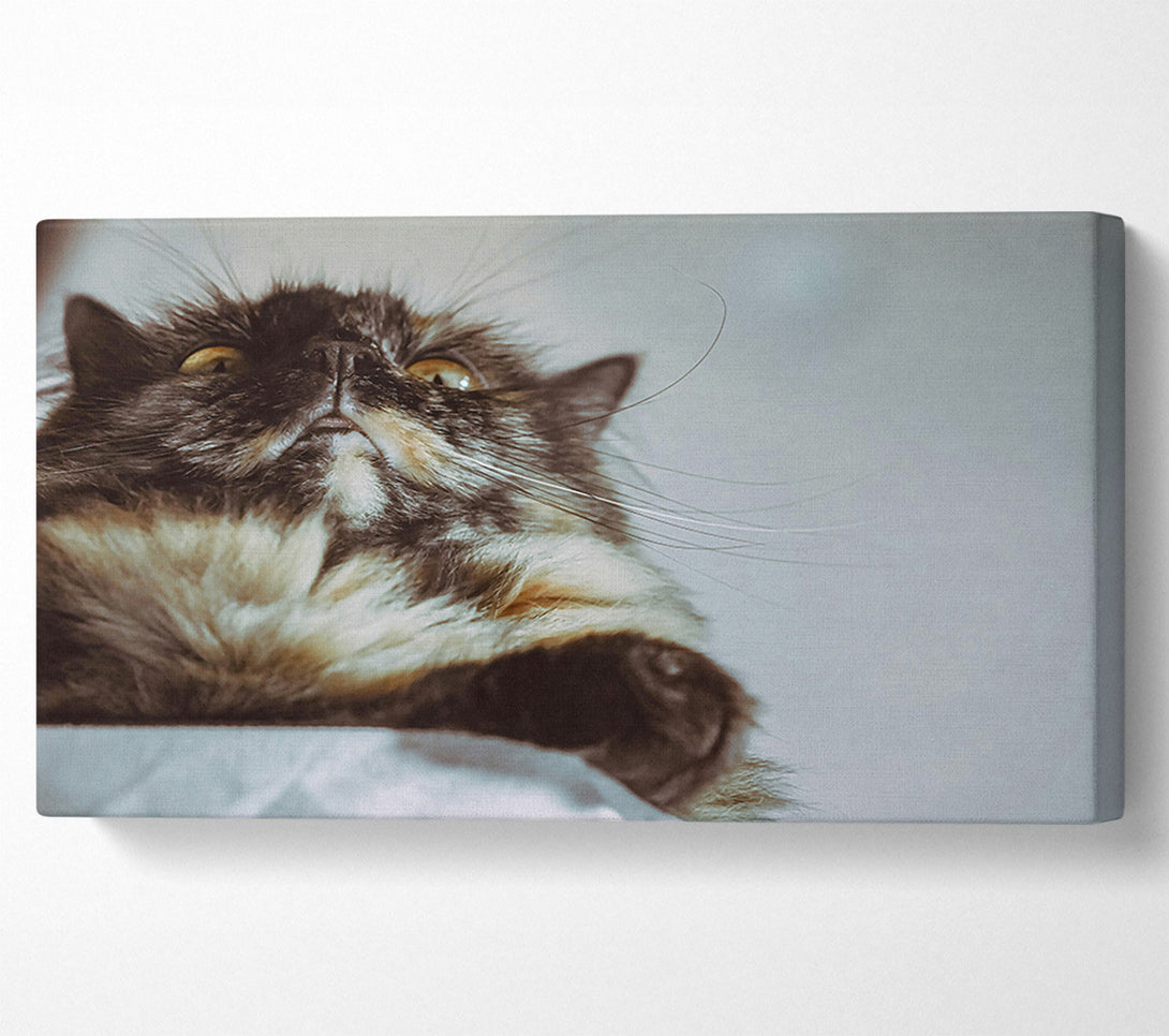  A Canvas Print of Golden Whisker Gaze Canvas Art