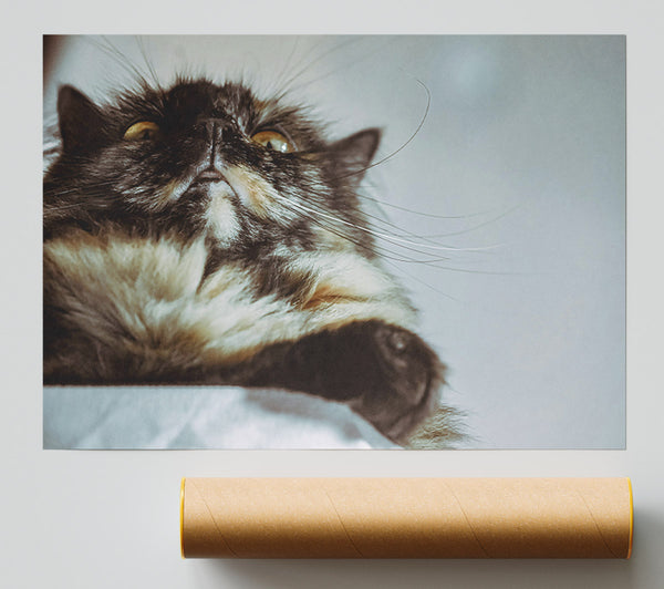 Golden Whisker Gaze Giclee Print