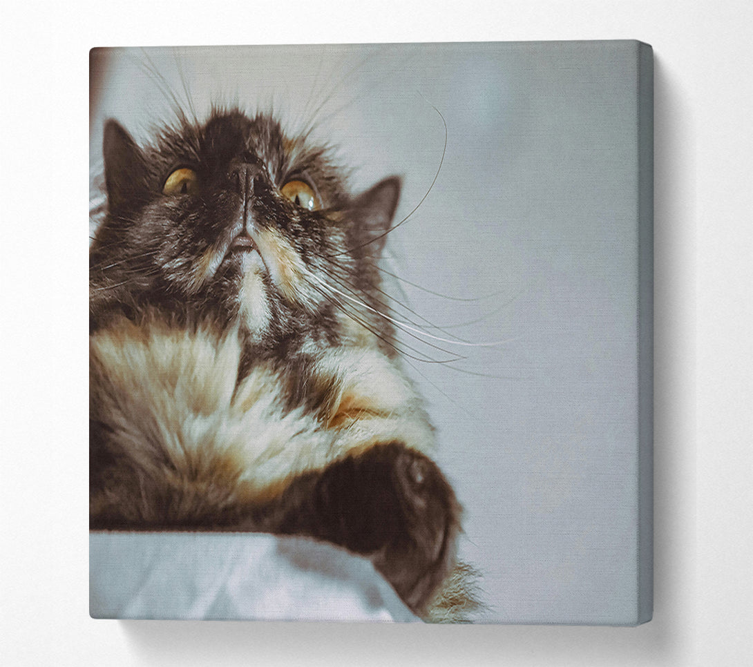  A Canvas Print of Golden Whisker Gaze Canvas Art