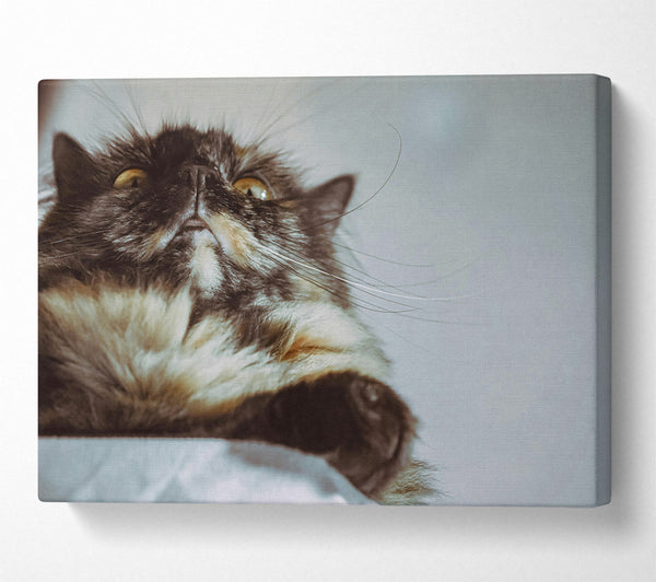  A Canvas Print of Golden Whisker Gaze Canvas Art