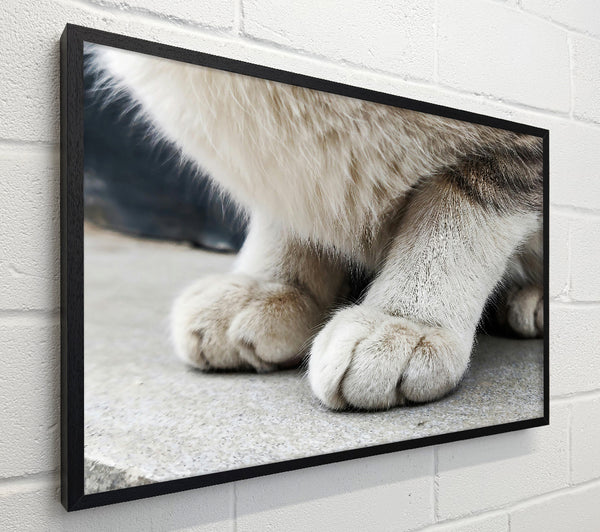 White Cat Paws