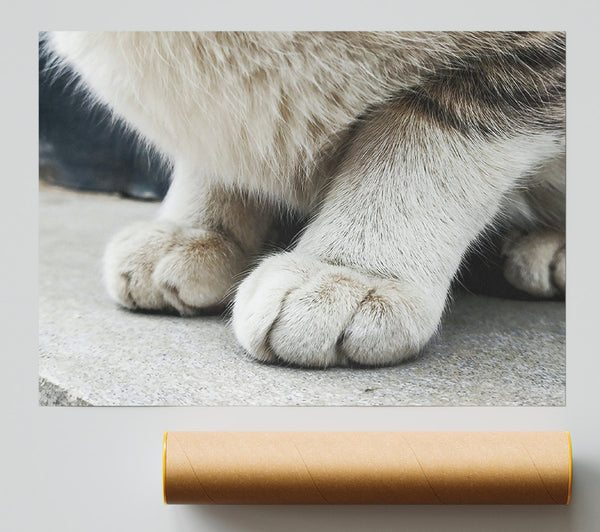 White Cat Paws Print