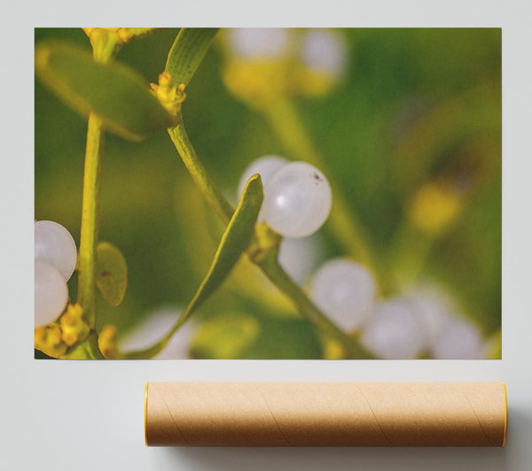 White Berries And Green Stems Poster