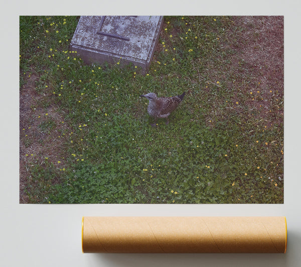 Green Grass Gull Giclee Print
