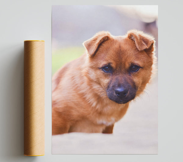 Golden Puppy Gaze Print