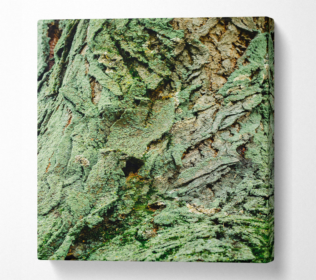  A Canvas Print of Emerald Bark Texture Canvas Wall Art