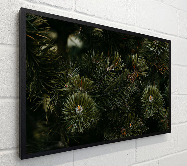 Evergreen Forest Hues