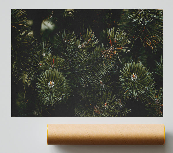 Evergreen Forest Hues Poster