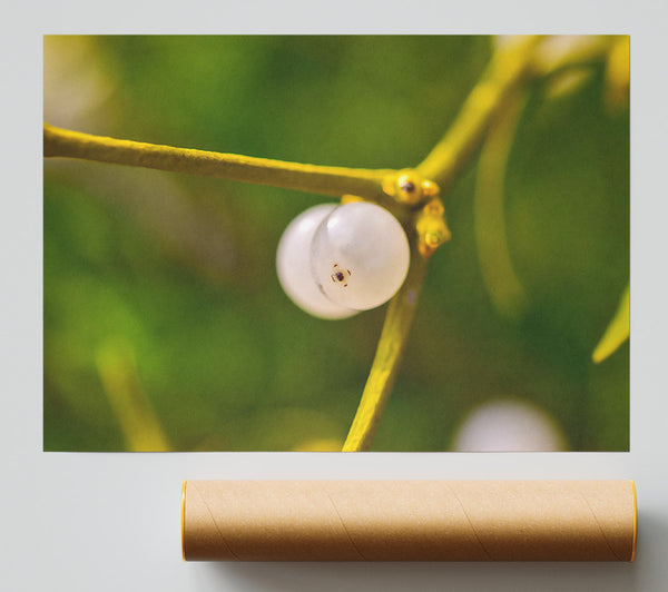 Green Branch Mistletoe Poster