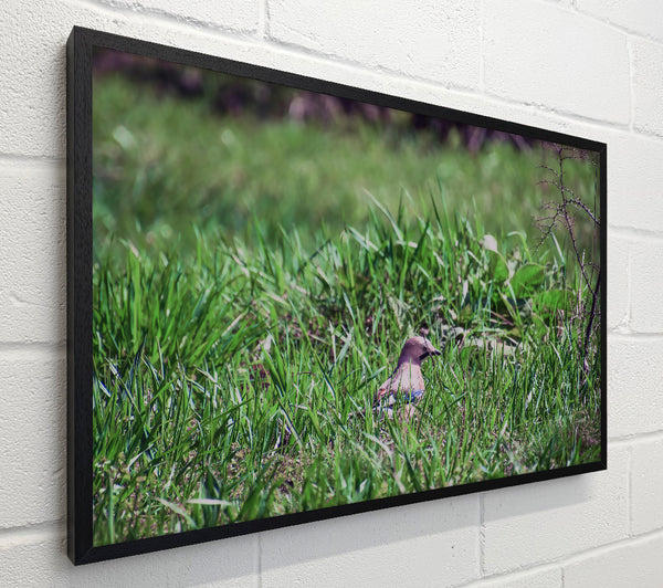 Green Bird In The Grass