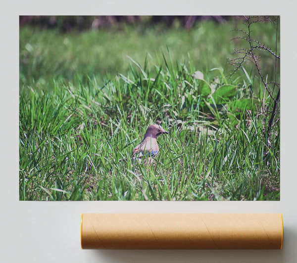 Green Bird In The Grass Print