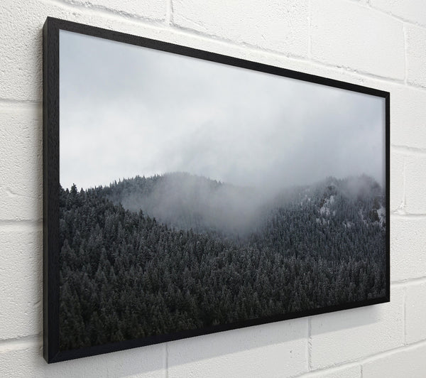 Gray Mist Over Pines