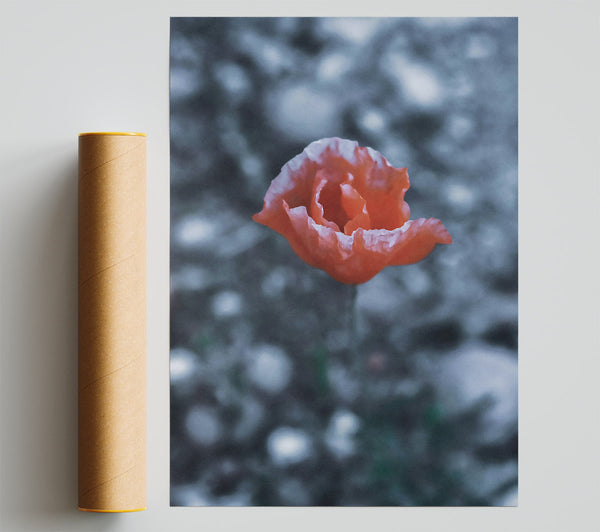Coral Bloom In Gray Print