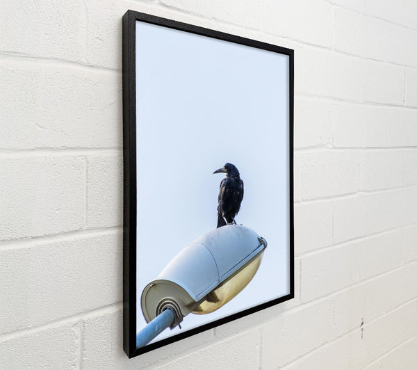 Black Raven On White Light