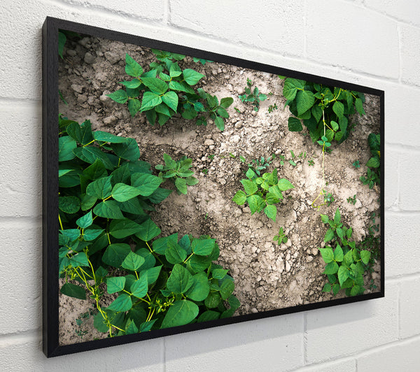Green Ground Growth