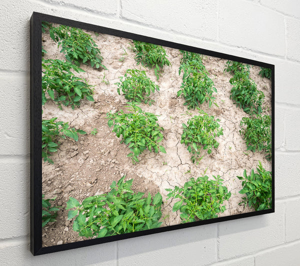 Green Rows In Dust