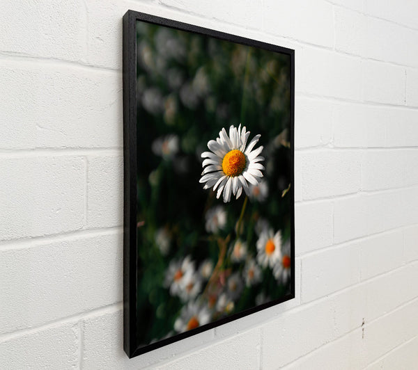 White Daisy In Green