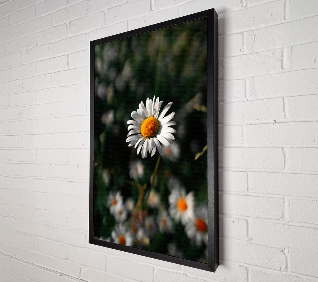  A Canvas Print of White Daisy In Green Canvas Art